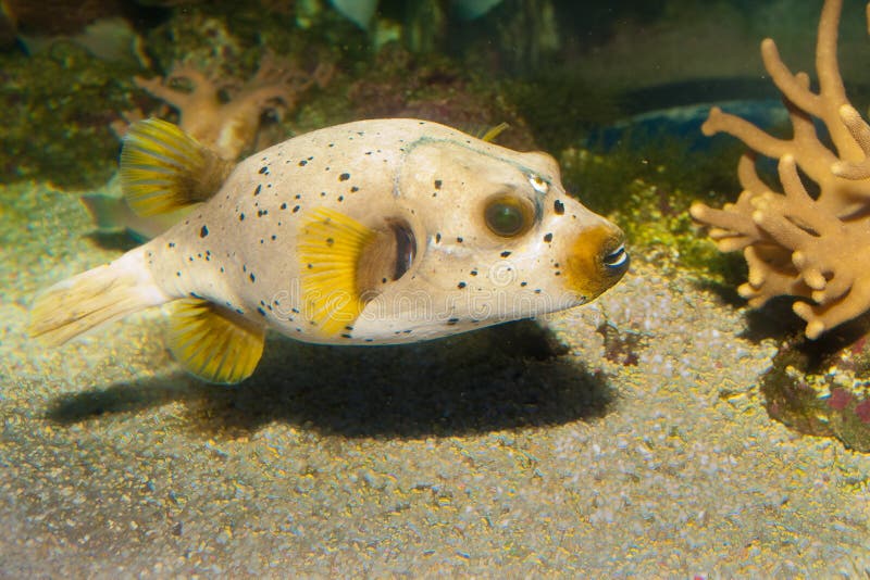 Ck Spotted or Dog Faced Puffer fish