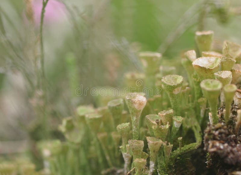 Cladonia background