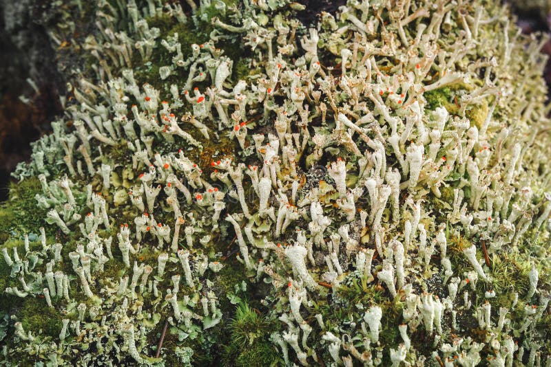 Cladonia bellidiflora, a tiny fungus, grows on a rotten stump in the forest stock photos