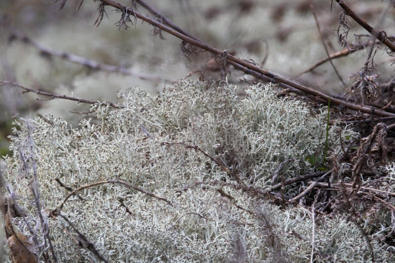 Cladonia rangiferina or reindeer lichen or reindeer moss or caribou moss. Microscopic lichen symbiosis of cyanobacteria and fungi