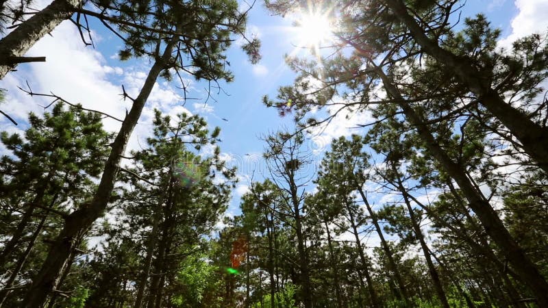 Clairière de forêt avec des oiseaux volant au-dessus des arbres