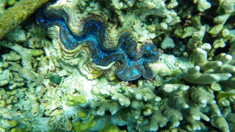 Coral reef with fish stock photo. Image of nature, egypt - 181692732