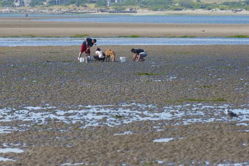 Lincoln City, Oregon,USA - August 21,2015:  Real people and their dog digging for clams at Siletz Bay Park, in Lincoln City on the Oregon Coast. Lincoln City, Oregon,USA - August 21,2015:  Real people and their dog digging for clams at Siletz Bay Park, in Lincoln City on the Oregon Coast