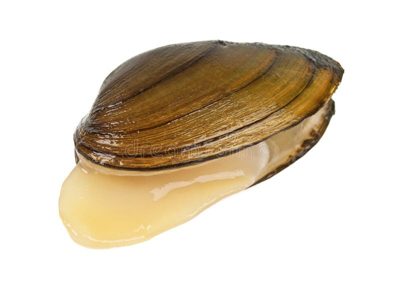 Clam isolated on a white background