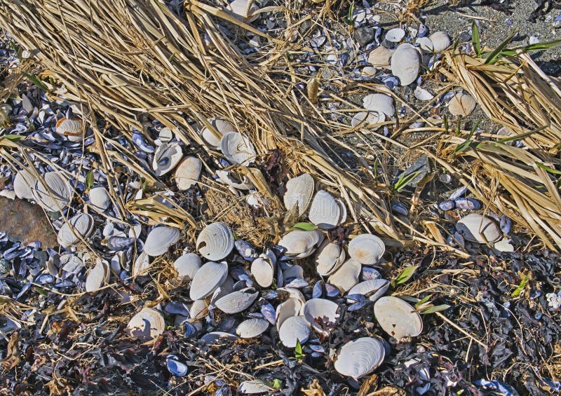 And Mussel Shells with Beach Grass Stock Photo Image of mussel
