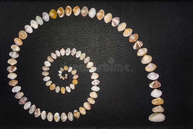 A diversity concept using shells of various sizes, shapes, patterns and colors. The shells are arranged in a nautilus seashell growth curve on a black leather surface. Bivalve shell stock images, royalty-free photos and pictures