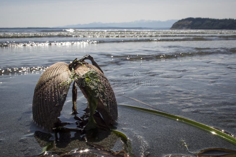 shell upside down on sandy beach in Useless Bay at Whidbey Island, Washington with waves coming in and Double Bluff in the distance. shell upside down on sandy beach in Useless Bay at Whidbey Island, Washington with waves coming in and Double Bluff in the distance