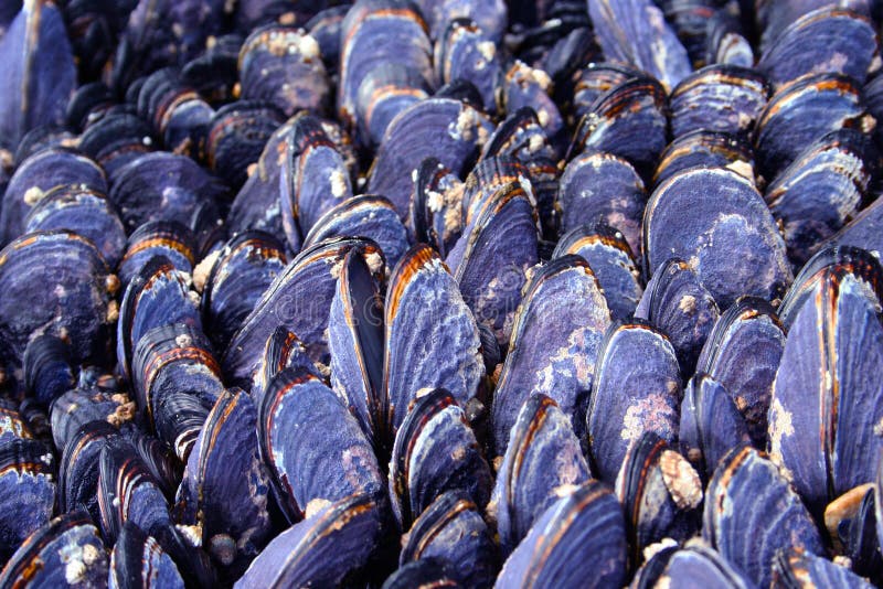 A large group of shells