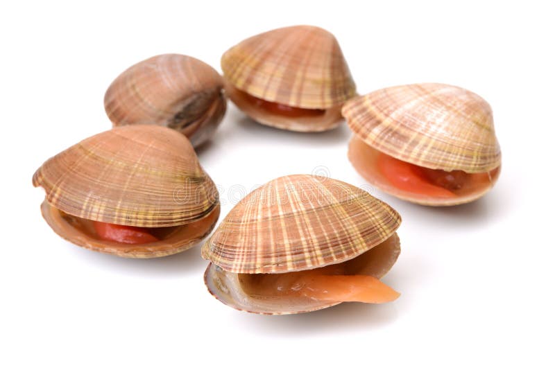 Clamvongole stock image. Image of detail, seashell 106480005