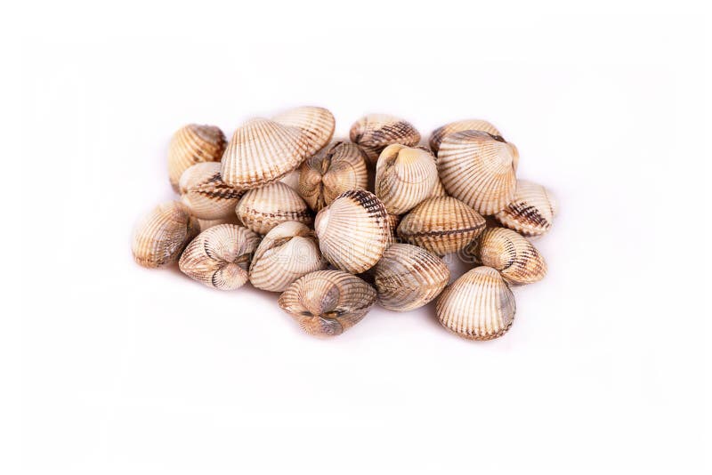 Clamvongole stock photo. Image of heap, marine, habitat 64130920