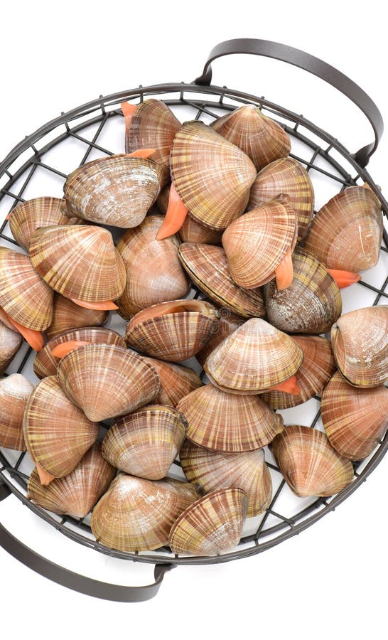 Clamvongole stock photo. Image of oval, seafood, italian 109065268