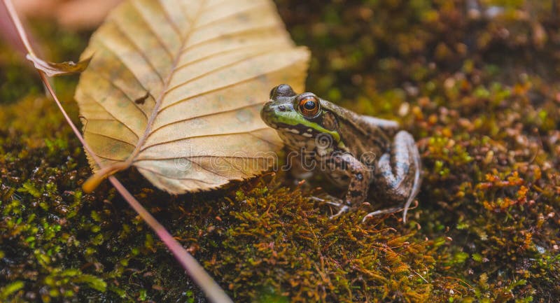 Clamitans di Lithobates della rana verde nel suo habitat naturale immagine stock Clamitans di Lithobates della rana verde nel suo habitat naturale immagine stock
