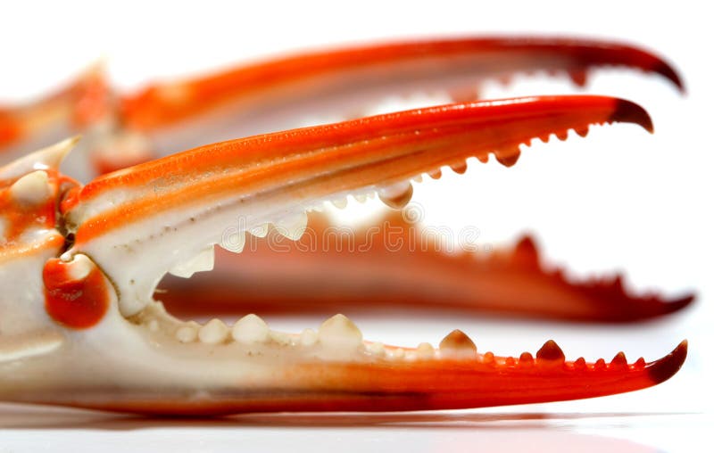 Clamp stock image. Image of seafood, delicious, steam 10480121