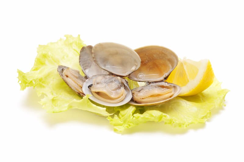 Clams stock image. Image of nutrition, isolated, clams 19373919