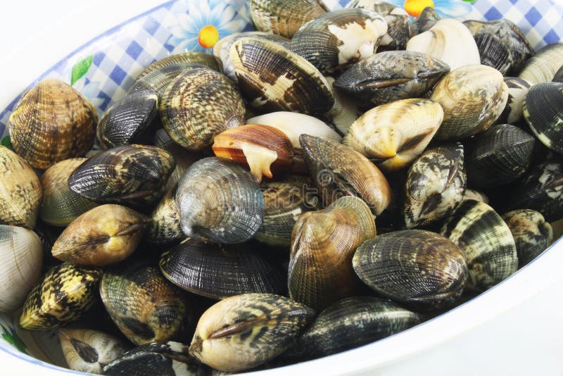Live edible clams stock image. Image of ocean, life, fish 5837695