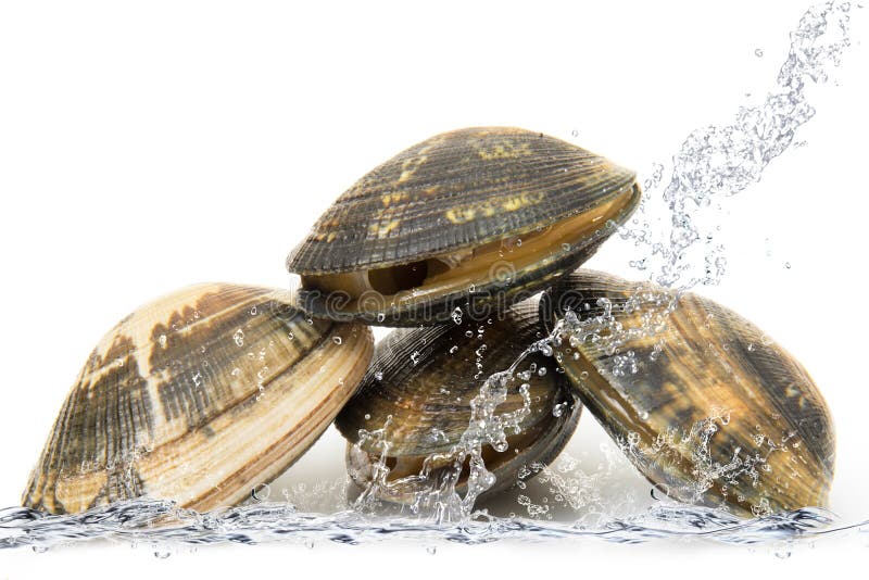 Fresh water clams stock image. Image of fresh, lake, eating 32698849