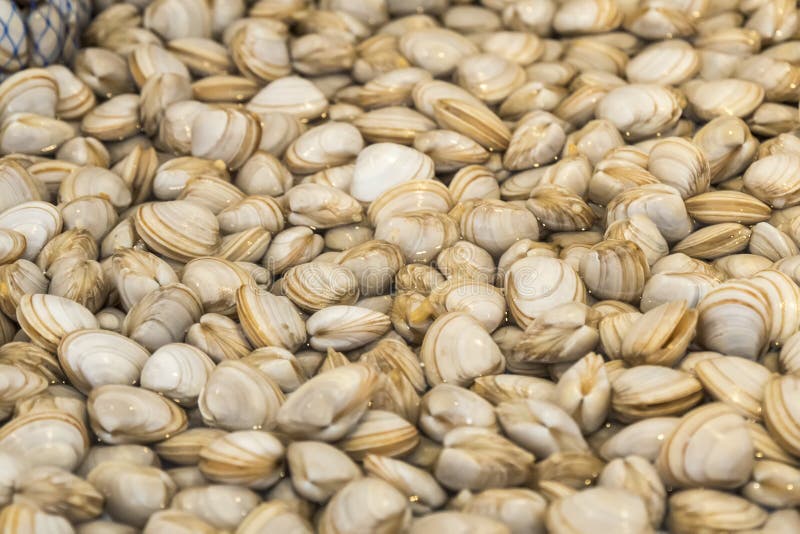 Clams at the fish market stock photo. Image of bivalve 56693390