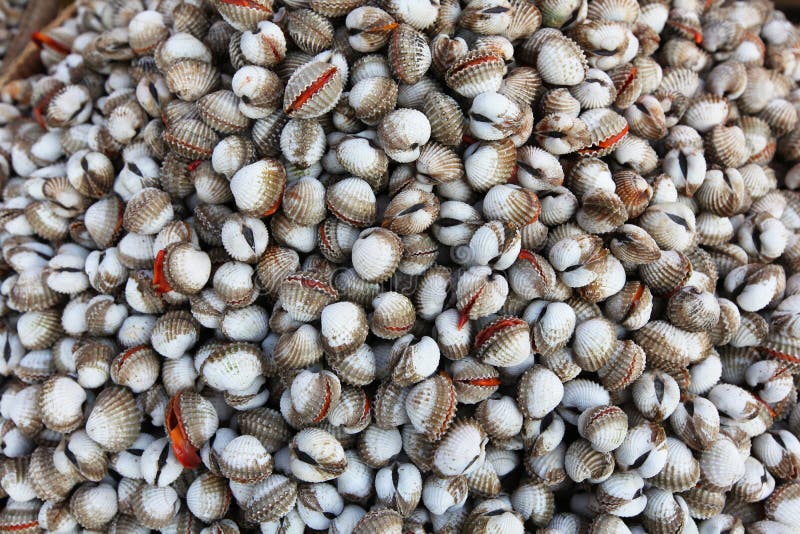 Clams on the fish market in Thailand, Asia