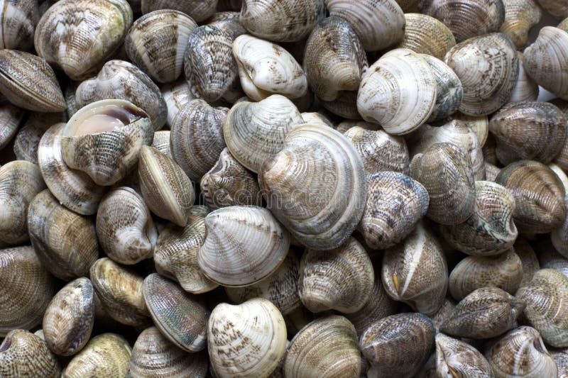 Clams stock photo. Image of fresh, fish, blue, freshness 95958604