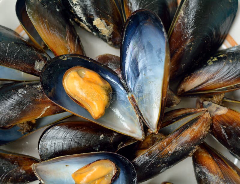 Clams stock image. Image of crustacean, clamshell, cooking 55035787