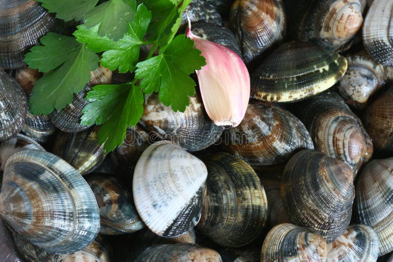 Clams with parsley and garlic