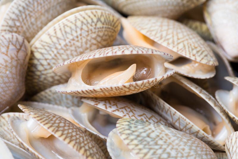Clams Shell or Short Neck Clams Stock Photo Image of food, restaurant 94283884
