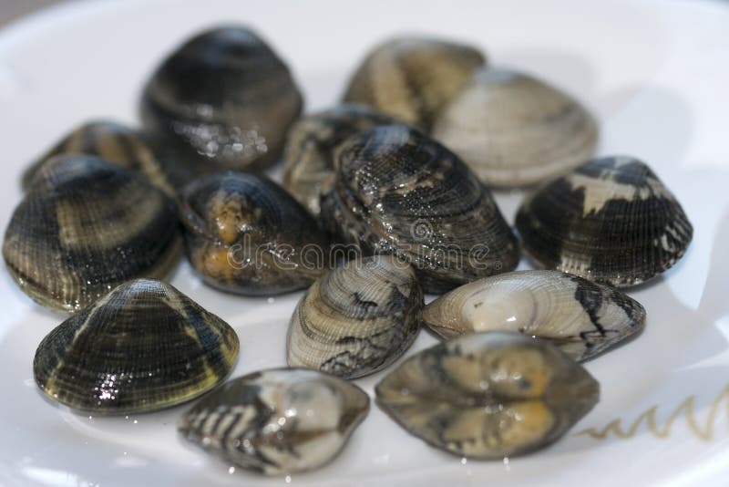 Clams stock photo. Image of clams, board, shell, mollusk 48501664