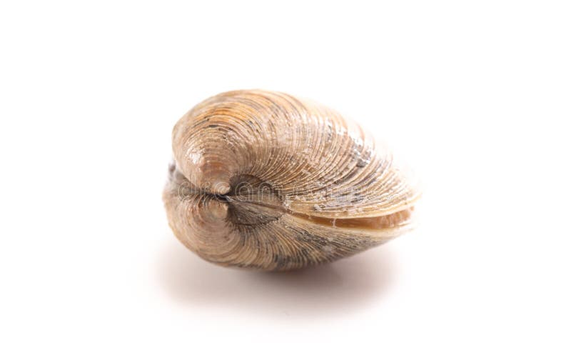 Clams на белой предпосылке стоковое фото Clams на белой предпосылке стоковое фото