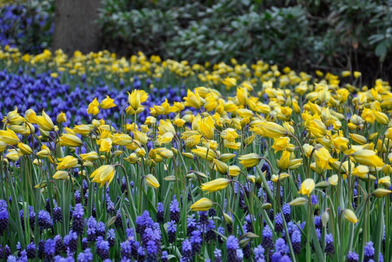 Clareira com narcisos amarelos amarelos e o Muscari azul entre eles imagem de stock royalty free Clareira com narcisos amarelos amarelos e o Muscari azul entre eles imagem de stock royalty free
