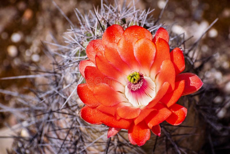 claret cup echinocereus triglochidiatus cactus flower california 147810551 146 Types of Echinocereus Cacti