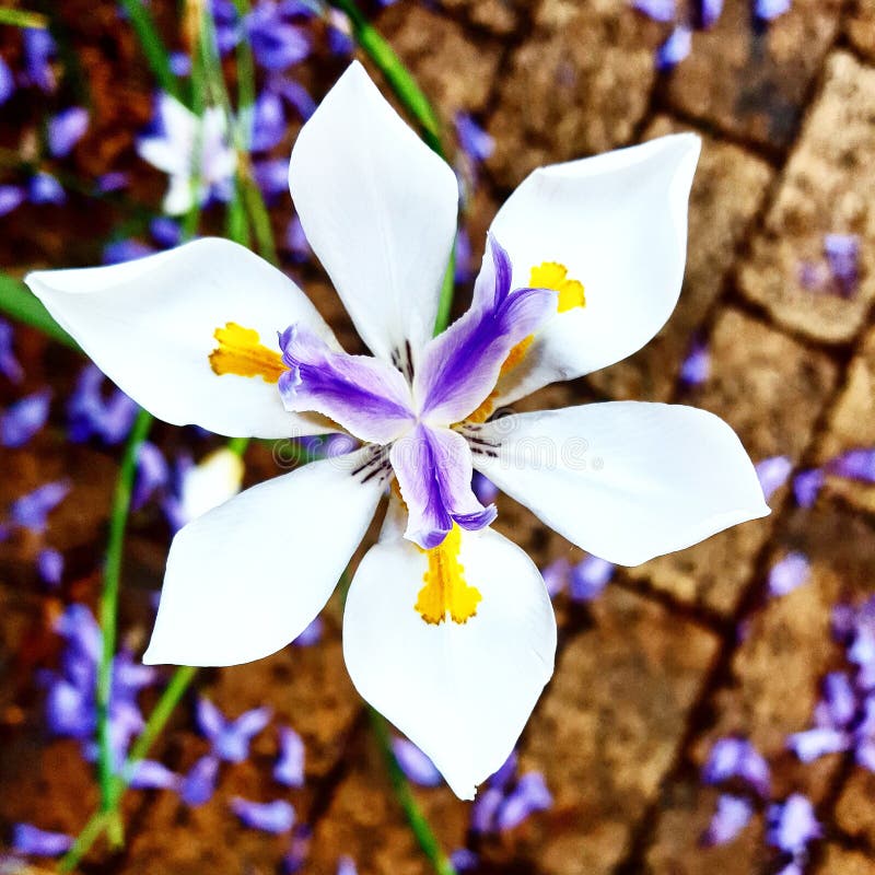 Clarity stock image. Image of flowers, palette, colors 89256073