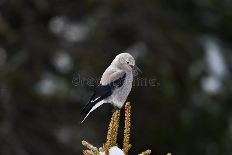 Clark s Nutcracker