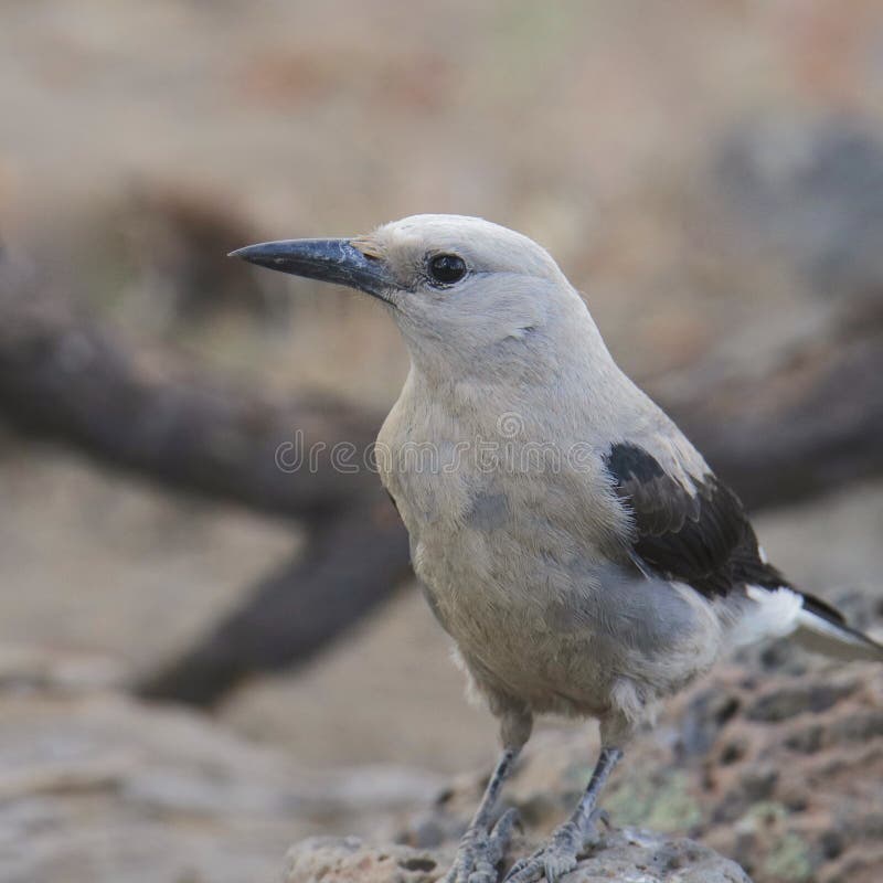 Clark`s Nutcracker stock photo. Image of woodpecker 192911630