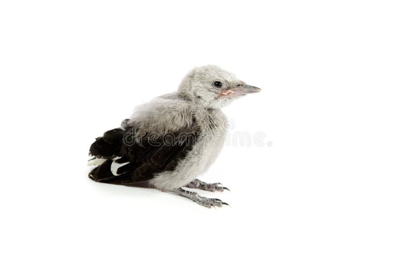 Clark s Nutcracker fledgling