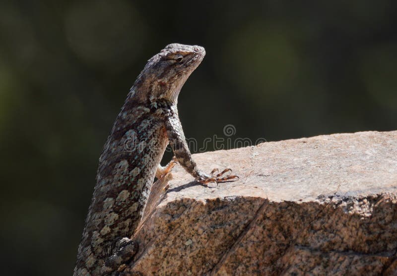 A Clark`s Spiny Lizard Enjoys the Morning Sun. Close up of a Clark`s Spiny Lizard sunbathing in the morning light stock photos A Clark`s Spiny Lizard Enjoys the Morning Sun. Close up of a Clark`s Spiny Lizard sunbathing in the morning light stock photos