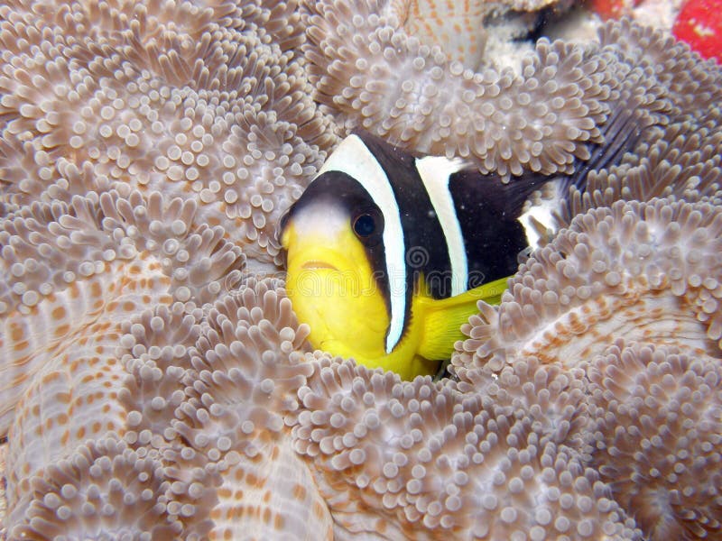 Clarks Anemone Fish Seychelles