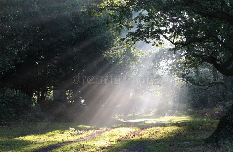 Claro del bosque de la niebla de la luz del sol fotografía de archivo libre de regalías
