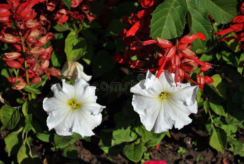 Claro floreciente del salvia de la flor grandiflora y roja de la petunia blanca, cama de flor fotografía de archivo Claro floreciente del salvia de la flor grandiflora y roja de la petunia blanca, cama de flor fotografía de archivo