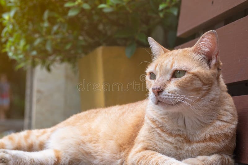 Claro - gato alaranjado que encontra-se em um banco de madeira foto de stock royalty free Claro - gato alaranjado que encontra-se em um banco de madeira foto de stock royalty free