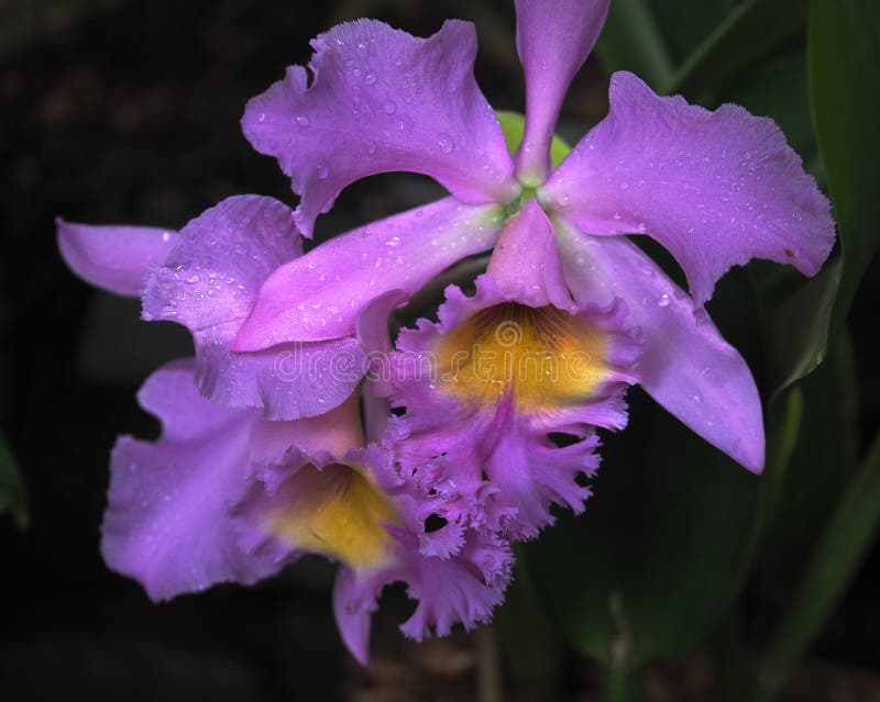 Claro - Orquídea Roxa De Cattleya Na Flor Imagem de Stock - Imagem de  lavanda, amarelo: 134349039