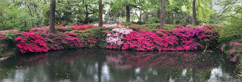 Clases De Azalea En La Floración Foto de archivo - Imagen de londres, azalea:  146672944