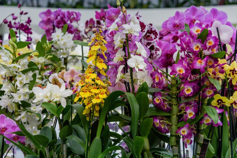 Clases Multicoloras, Diversas De Orquídeas En Los Jardines Holandeses De  Keukenhof De La Primavera Imagen de archivo - Imagen de flor, parque:  88206151