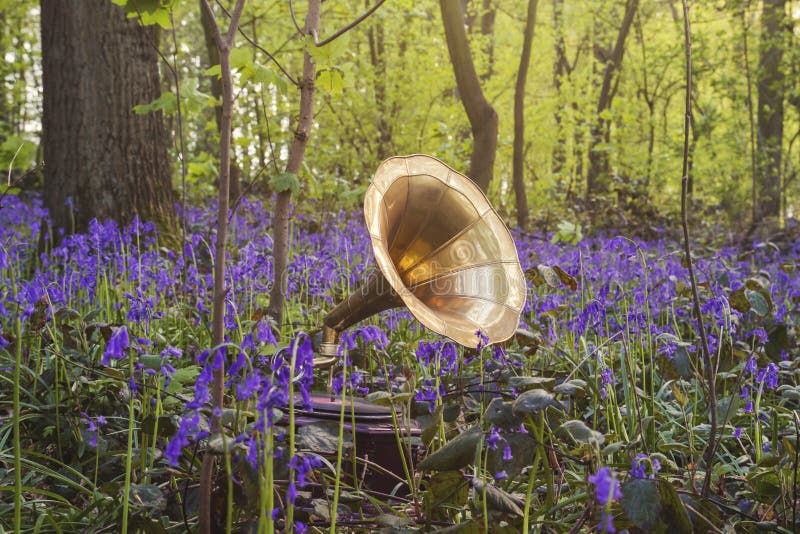 Clasic music in the woods