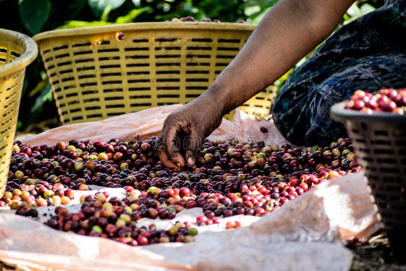 Clasificación del café imagen de archivo. Imagen de clasificado 116761947