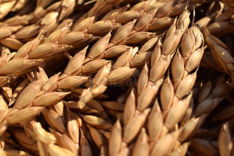 Пшеница букв и звуков. Whole Grain spelt. Spelt Grain.