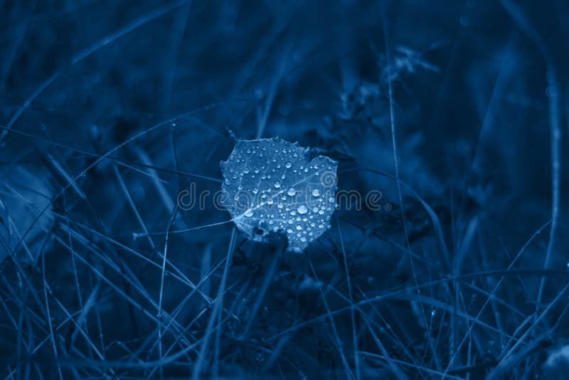 Classic Blue background. Color of the year 2020. Leave on the grass close-up. Drops on a leaf