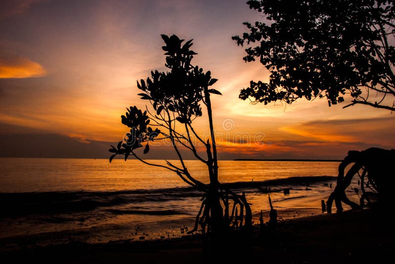 Classic mood tone color silhouette image of mangrove tree on the beach with stunning sunset