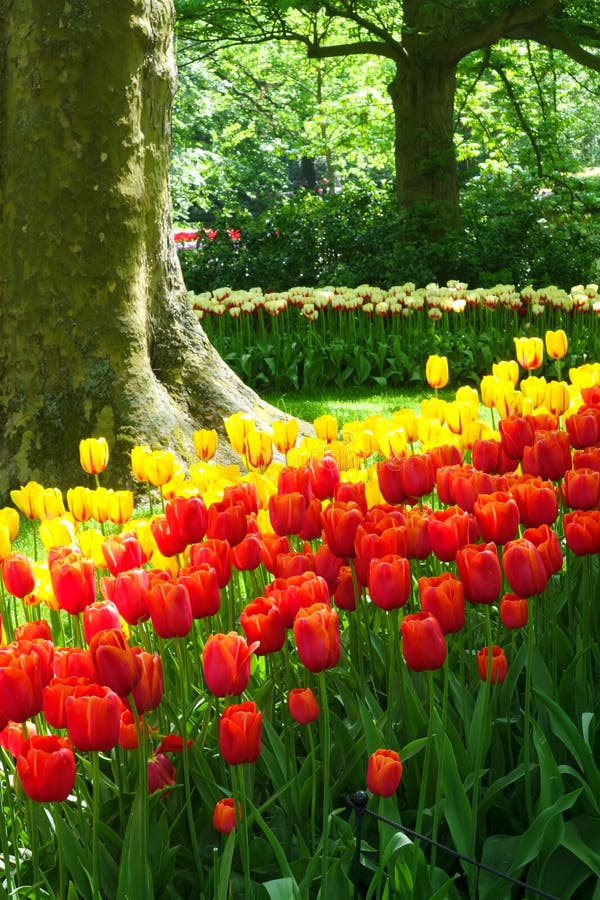 Classic red and yellow tulips