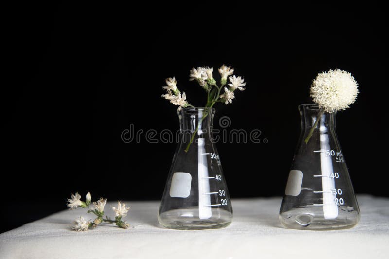 Classic retro white flower with science biotechnology experimental research with black background