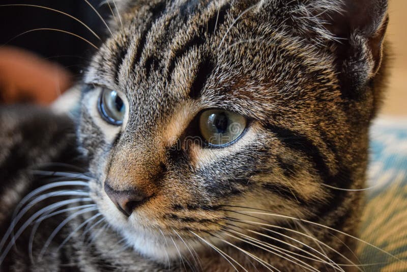 Red Classic Tabby Maine Coon Cat Stock Photo Image of lean, maine